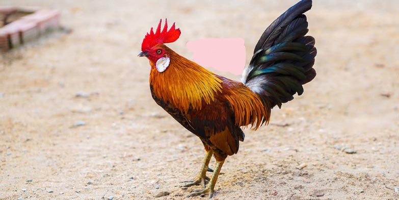 Một số các loại mồi cho gà chọi hiện nay