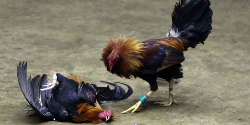 Đôi nét về cược đá gà nòi