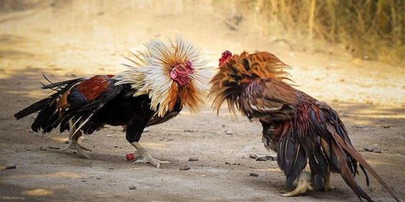 Thời gian trận đấu cược đá gà nòi