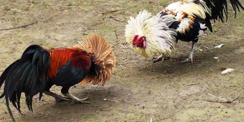 Một số mẹo chọn gà Bắc Kinh là gì ?