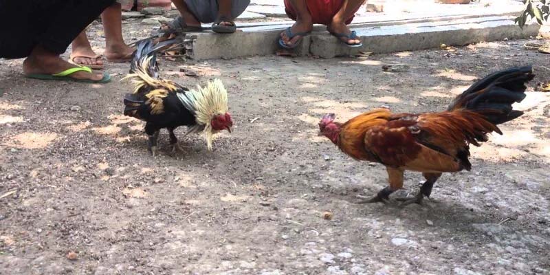 Giá trị của Gà Mồng Vua Đá trong việc làm cảnh