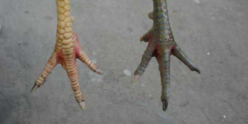 Vảy gà tài là gì